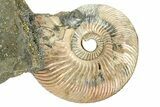 Iridescent Pyritized Ammonite (Quenstedticeras) Fossil Display #368839-1